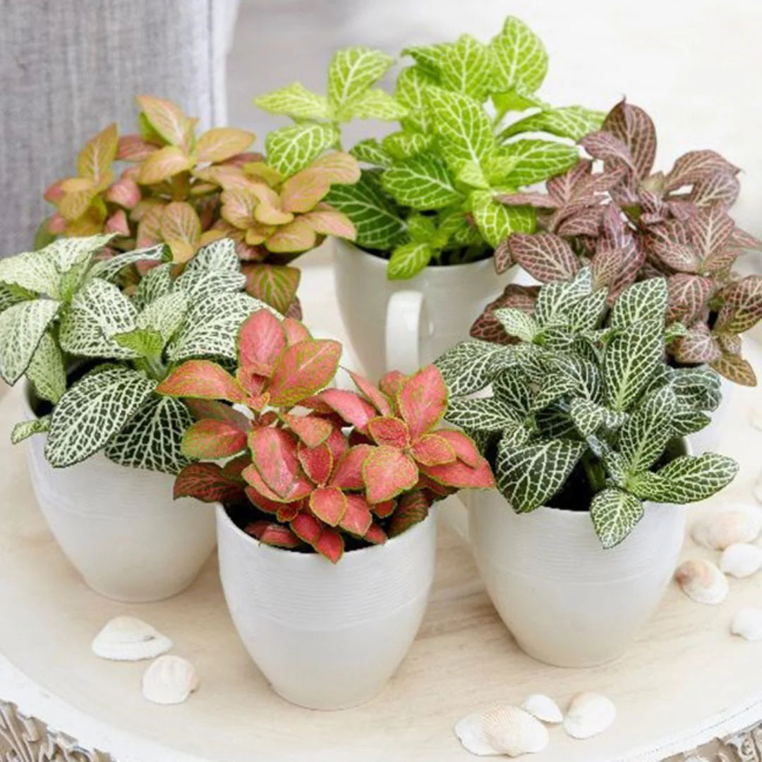 Fittonia / Fittonia albivenis /6 plant