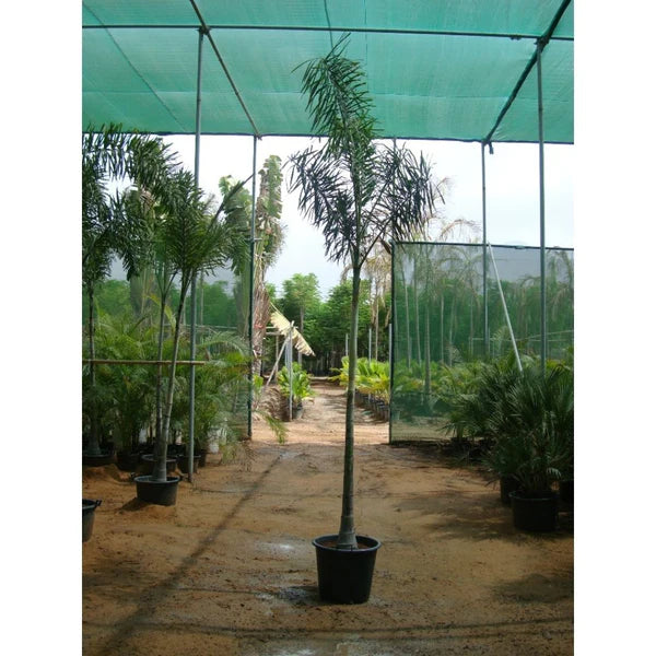 Foxtail Palm (Wodyetia Bifurcata)