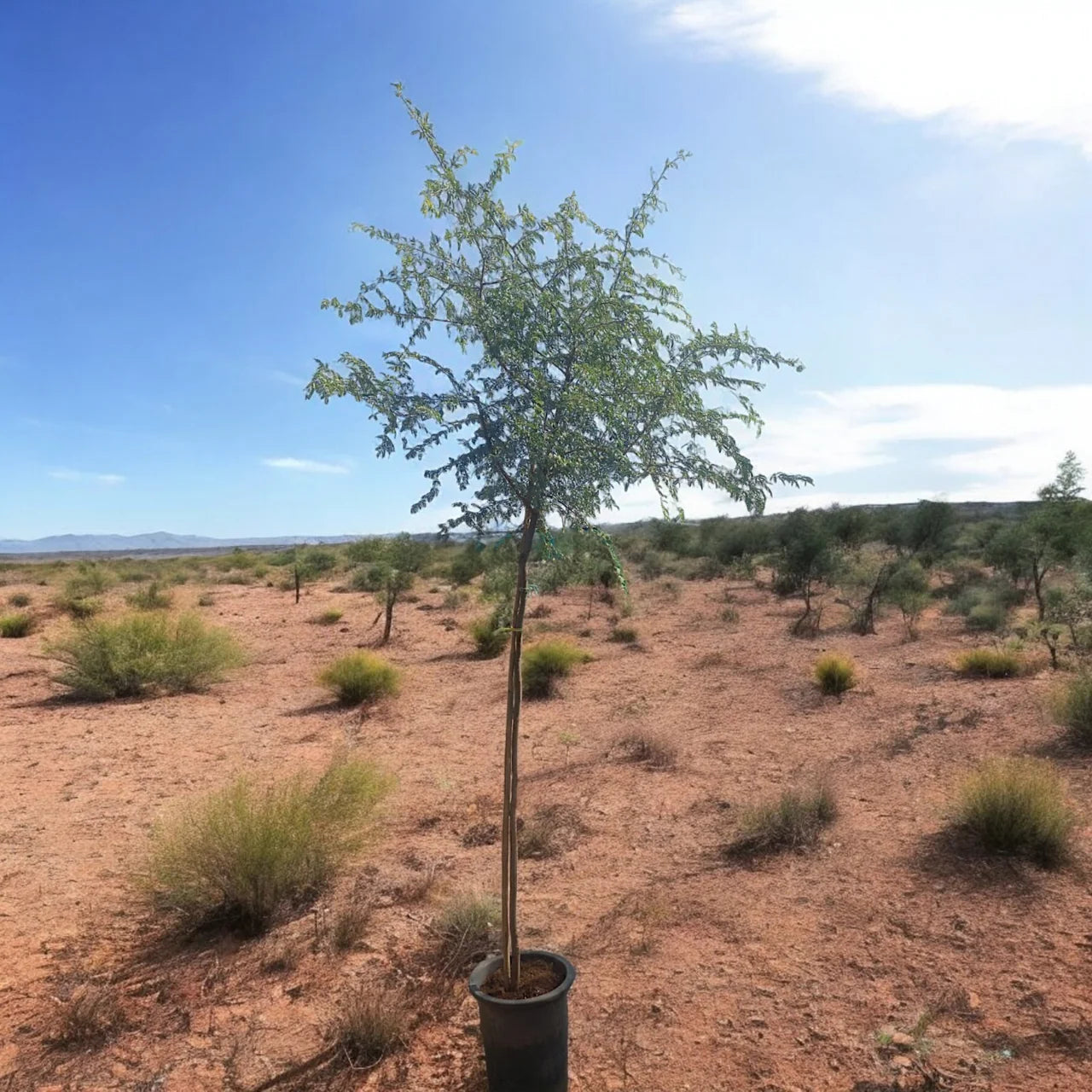 Ghaf Tree (Prosopis Cineraria)