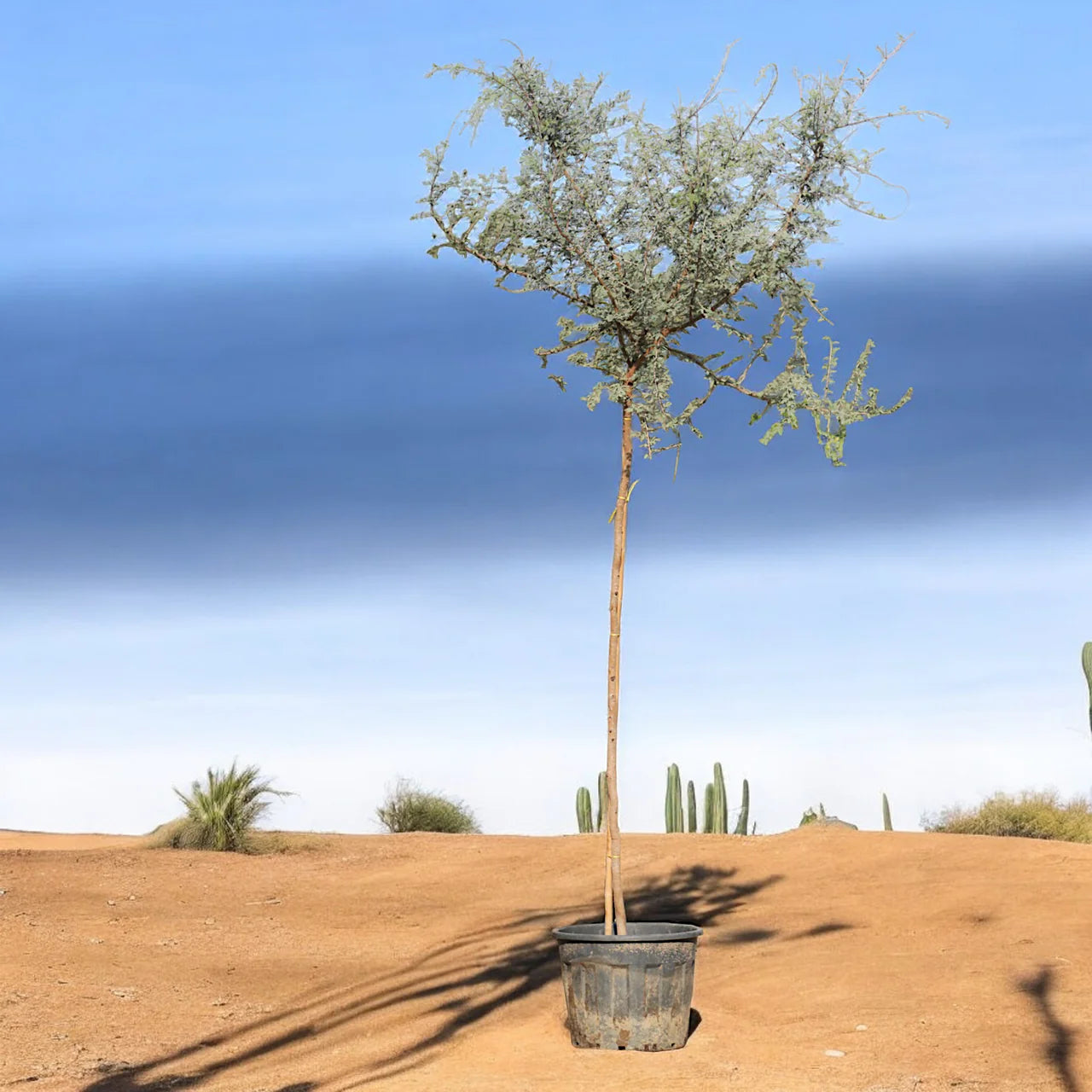 Ghaf Tree (Prosopis Cineraria)