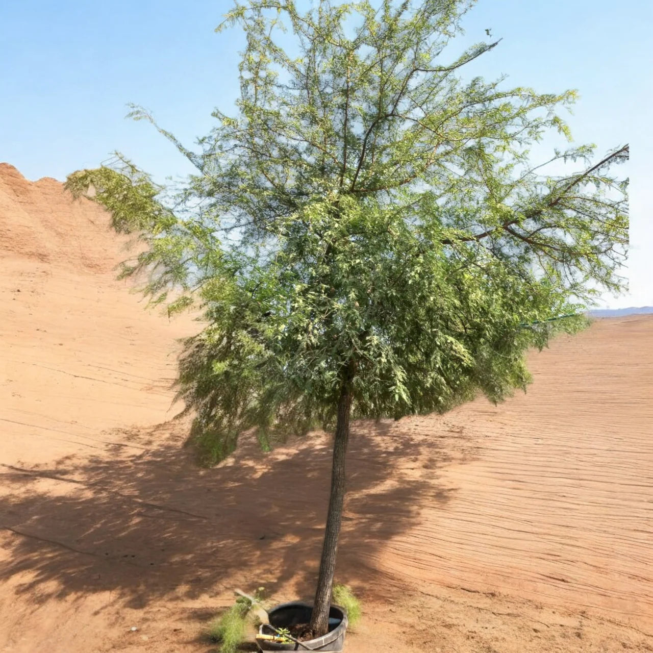 Ghaf Tree (Prosopis Cineraria)