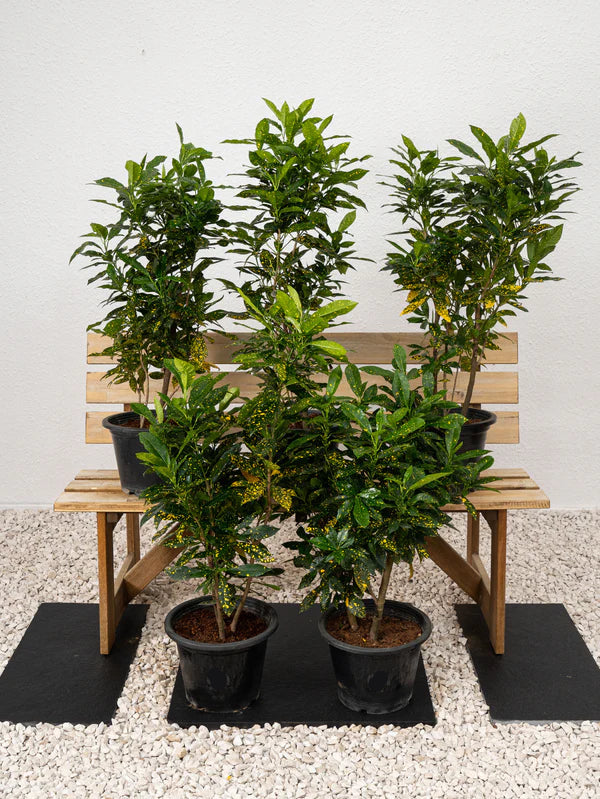 Croton Goldust (Codiaeum Variegatum)