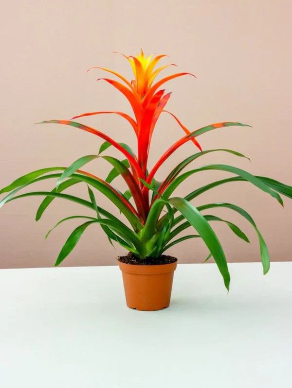 Guzmania