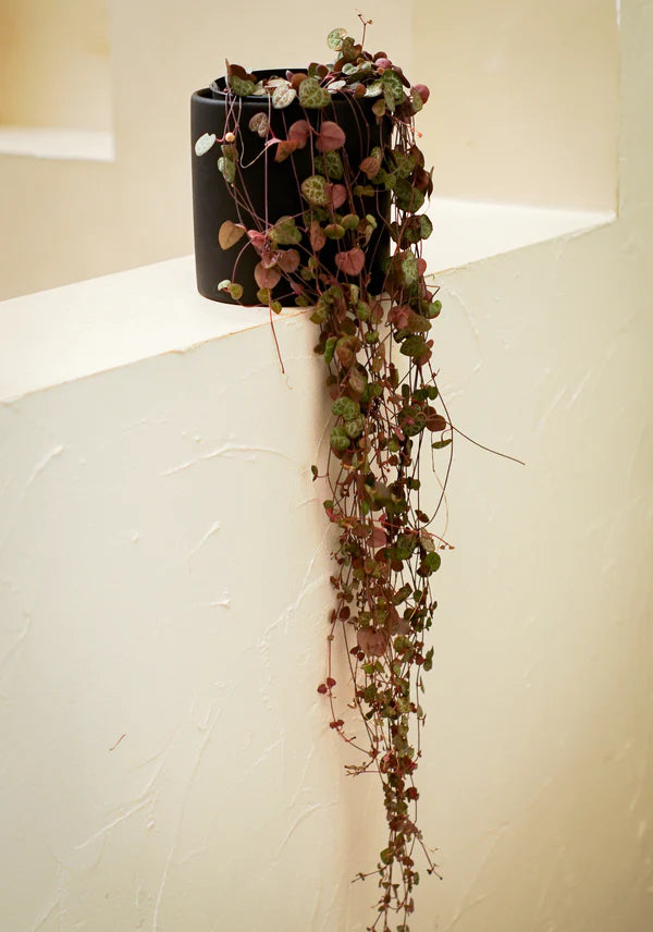 String of Hearts (Ceropegia woodii)
