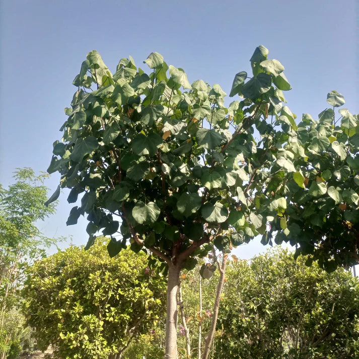 Hibiscus Tiliaceus (Sea Hibiscus)