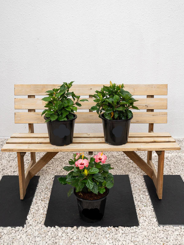 Hibiscus Plant(Hibiscus Rosa-Sinensis)