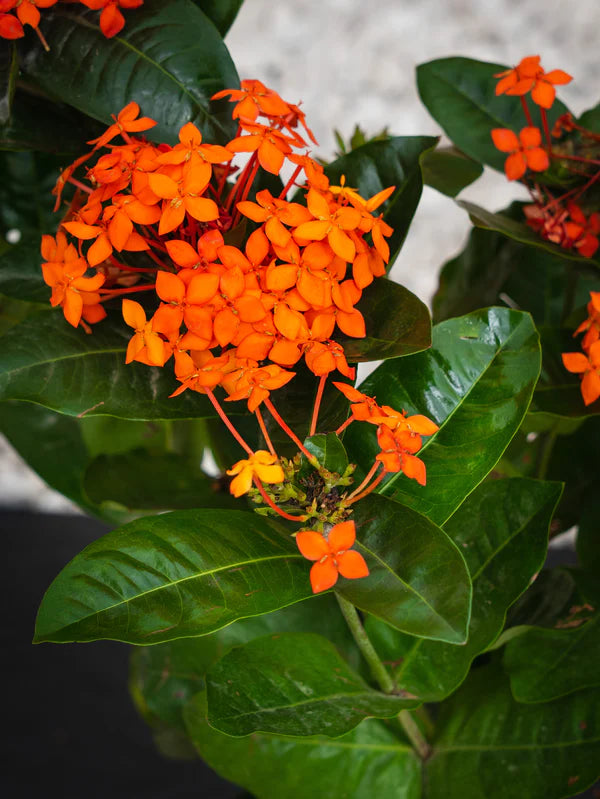 Ixora Cocinea (Ixora Cocinea)