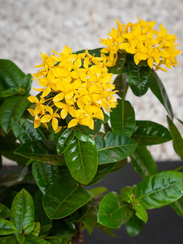 Ixora Cocinea (Ixora Cocinea)