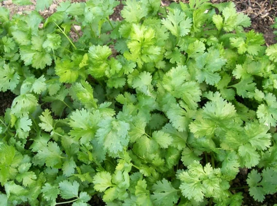 Coriander