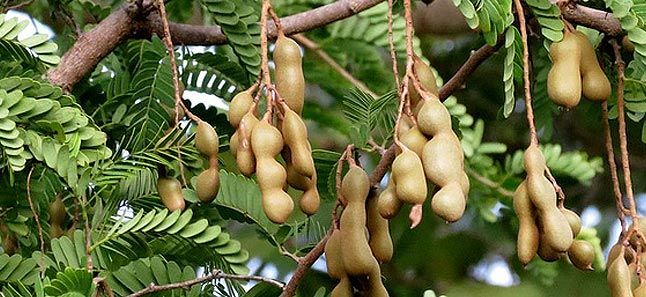 Tamarind Tree (Tamarindus indica)