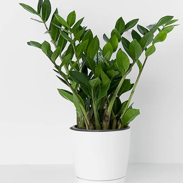 ZZ Plant / Zamioculcas Zamiifolia /