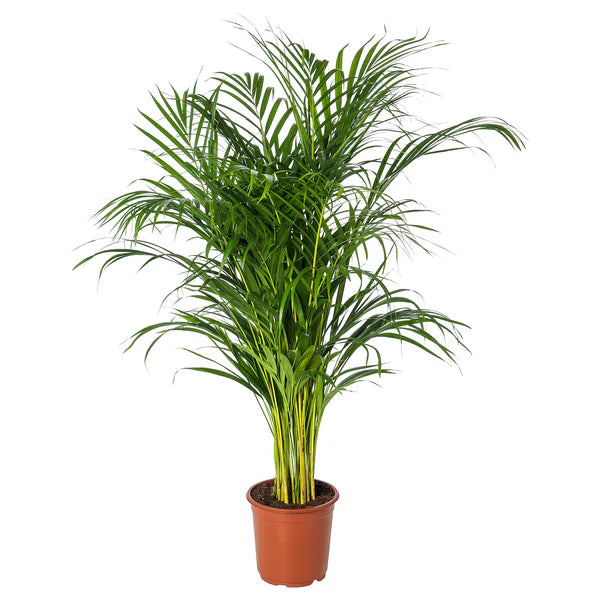 Areca Palm / Chrysalidocarpus Lutescens