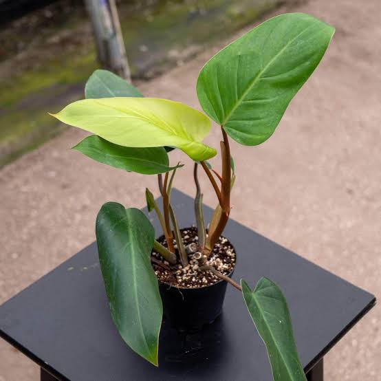 Philodendrone Erubescens/Blushing philodendron/red-leaf philodendron