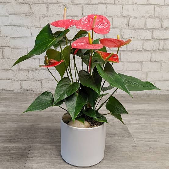 Anthurium(Flamingo Plant)