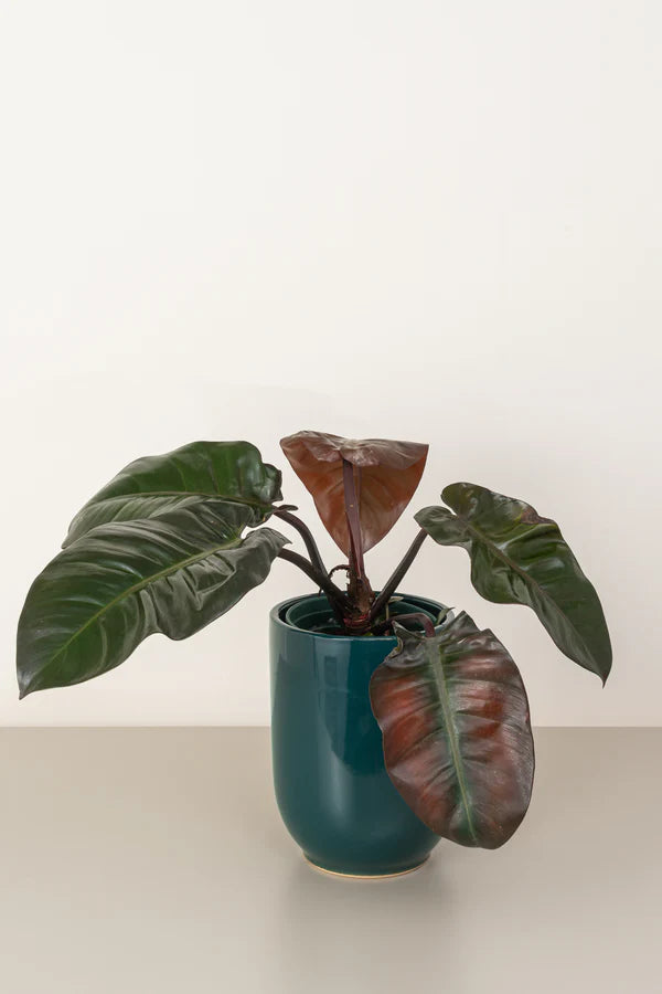 Philodendron Imperial Red