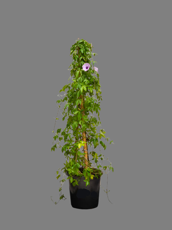 Ipomoea Climber (Ipomoea Cairica)