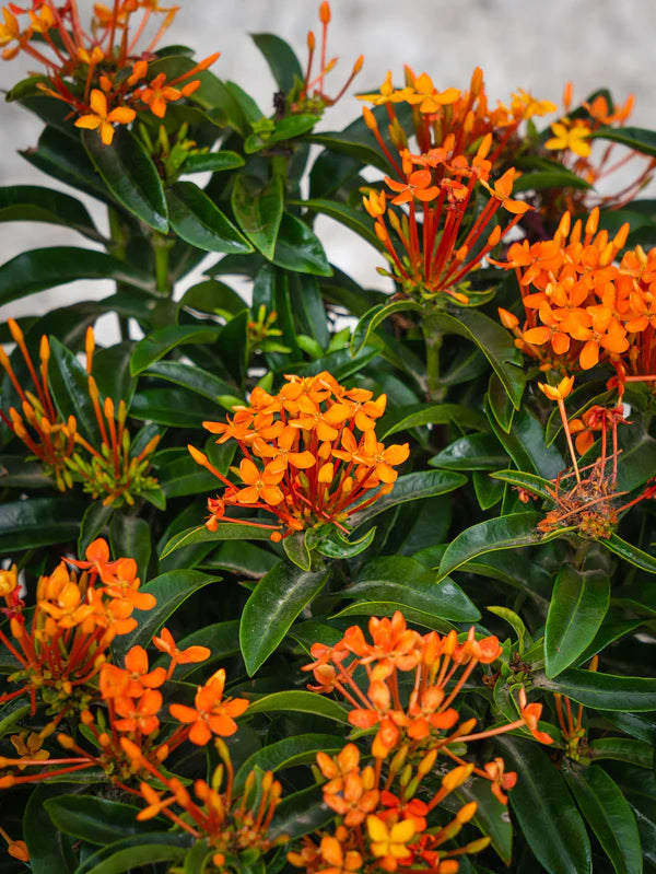 Ixora Chinensis (Ixora Chinensis)