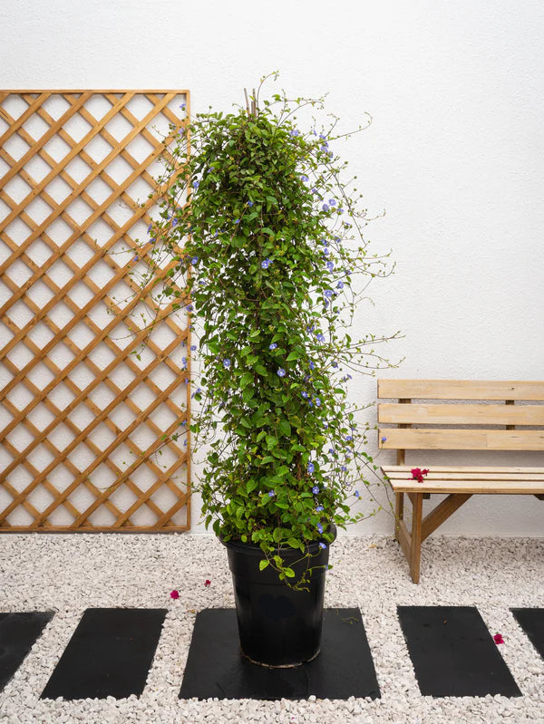 Jacquemontia Climber (Jacquemontia Pentantha)