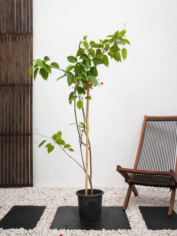 Jatropha Spicy  (Jatropha Integerrima Peregrina)