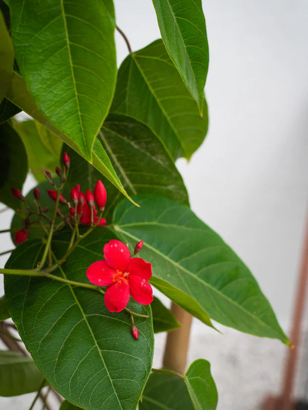 Jatropha Spicy  (Jatropha Integerrima Peregrina)