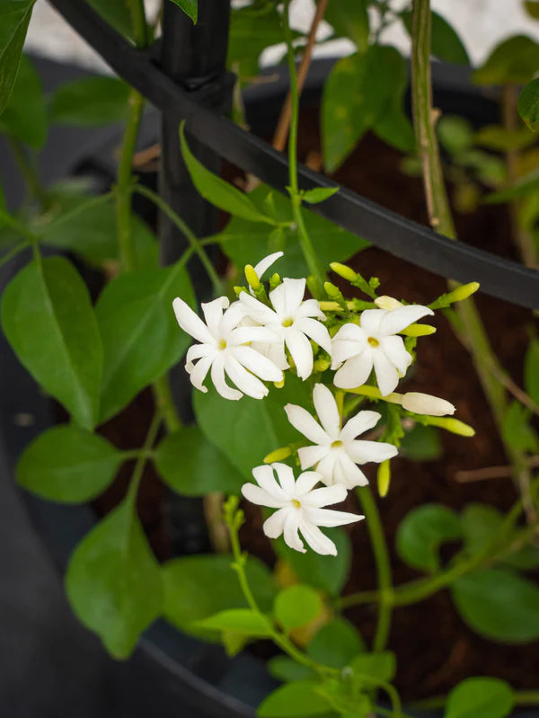 Jasmine Climber (Jasminum Grandiflora)
