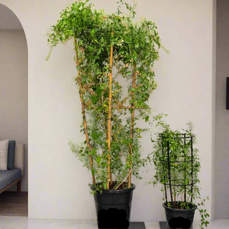 Jasmine Climber (Jasminum Grandiflora)