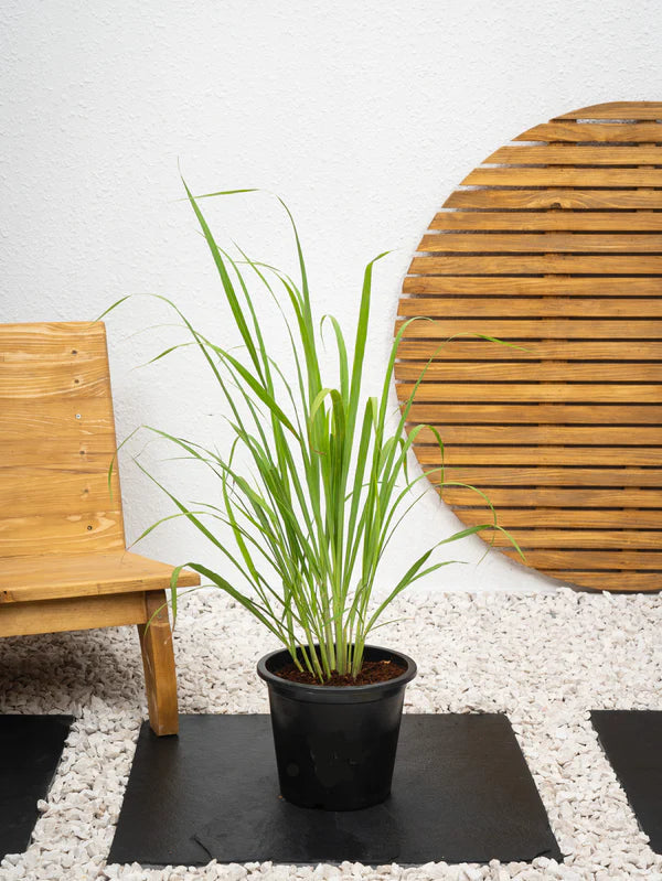 Lemongrass  Cymbopogon Citratus