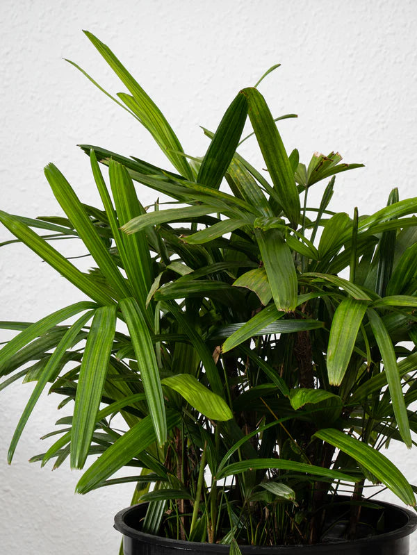 Lady Palm (Rhapis Excelsa)