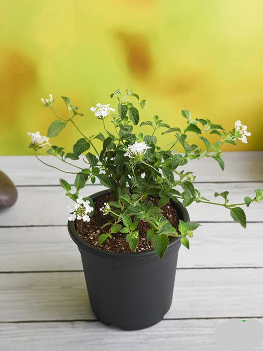 Lantana (Lantana Camara)