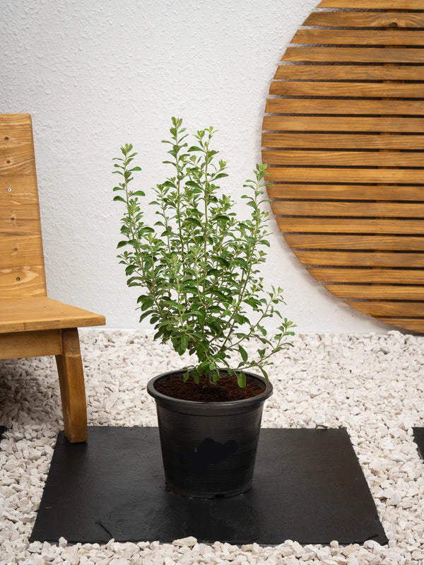 Texas Sage (Leucophyllum Frutescens)