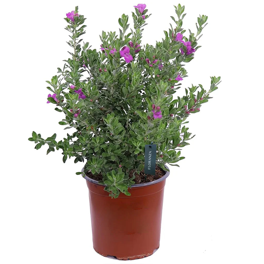 Texas Sage (Leucophyllum Frutescens)