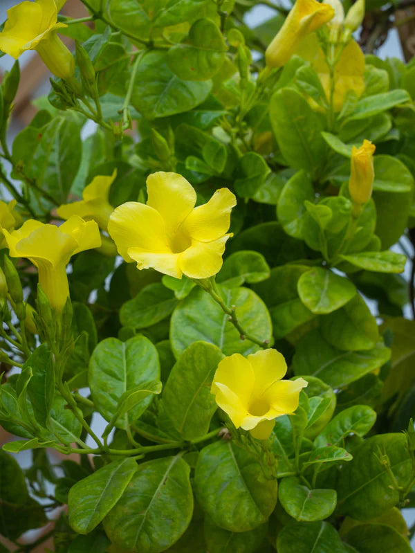 Mandevilla Climber (Mandevilla Splendens)