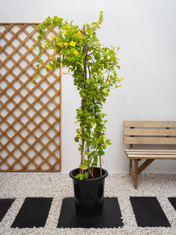 Mandevilla Climber (Mandevilla Splendens)