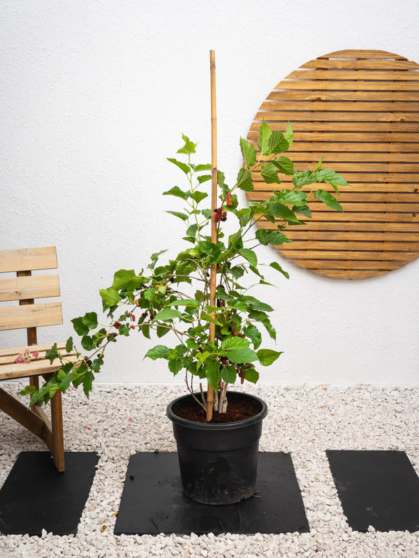 Mulberry Tree (Morus alba)