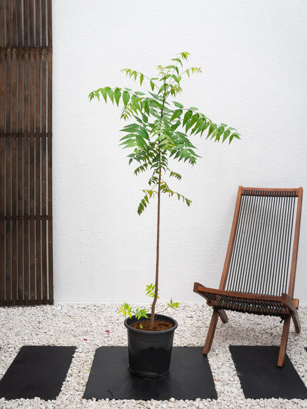 Neem Tree (Azadirachta Indica)