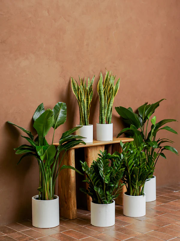 Office Mix (Zamioculcas zamiifolia | Sansevieria trifasciata | Strelitzia reginae)
