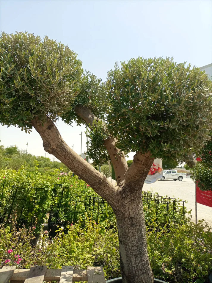 Olive Tree (Olea europaea)