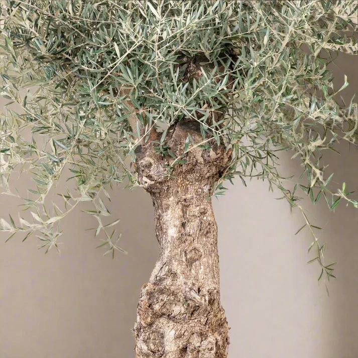 Olive Tree (Olea europaea)