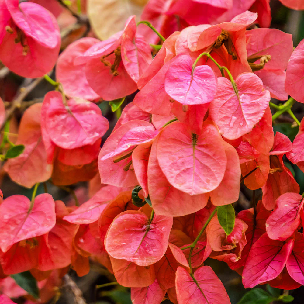 Bougainvillea