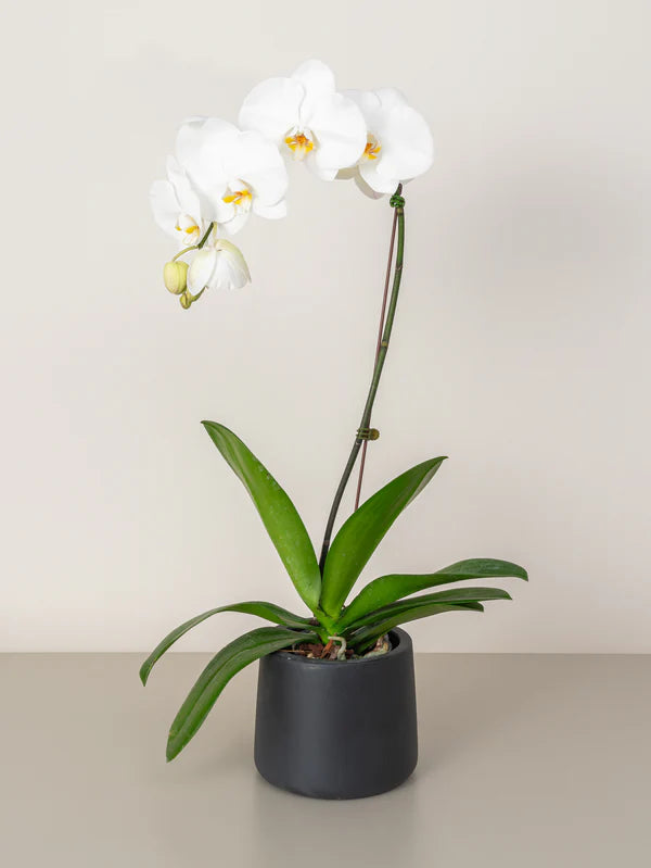 Orchid (Phalaenopsis)