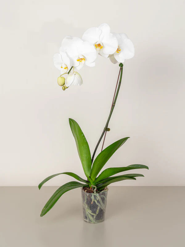 Orchid (Phalaenopsis)