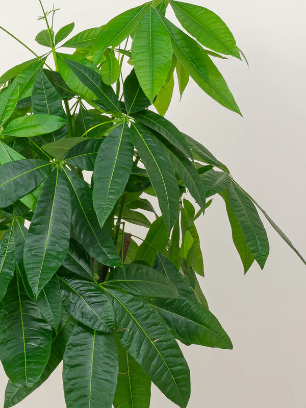 Pachira Aquatica / Water Chestnut / Money Tree