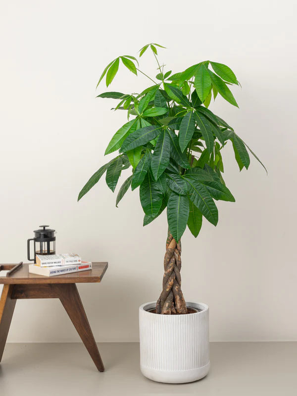 Pachira Aquatica / Water Chestnut / Money Tree