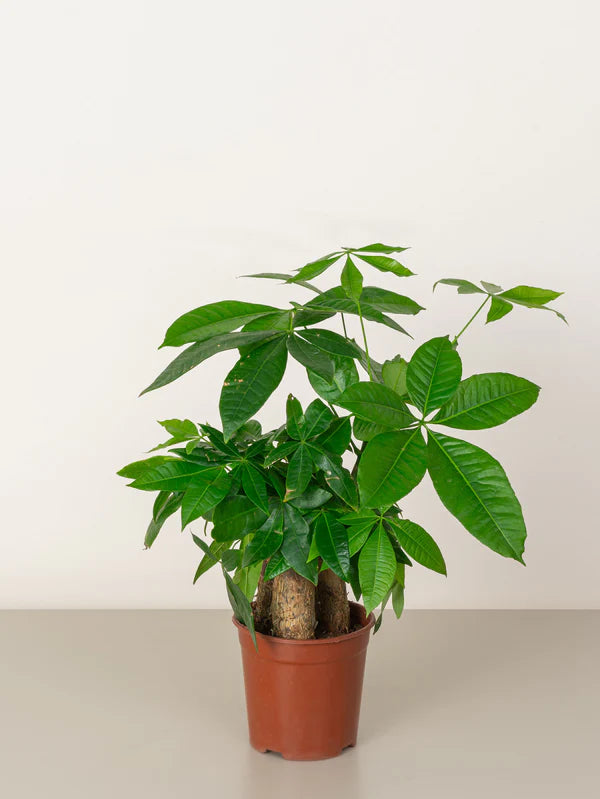 Pachira Aquatica / Water Chestnut / Money Tree