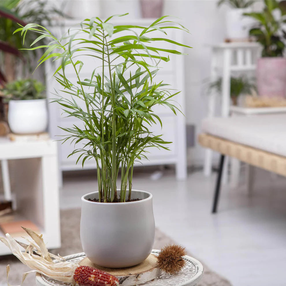 Parlor Palm (Chamaedorea elegans)(Neanthe bella palm)