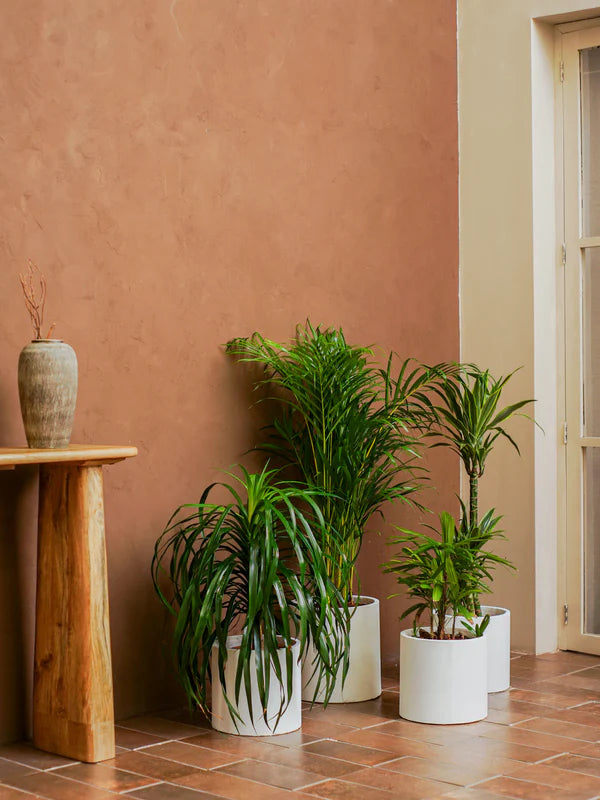 Palm Set (Dracaena draco | Dracaena fragrans ‘Lemon Lime’ | Rhapis excelsa | Dypsis lutescens)