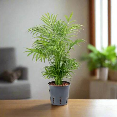 Parlor Palm (Chamaedorea elegans)(Neanthe bella palm)