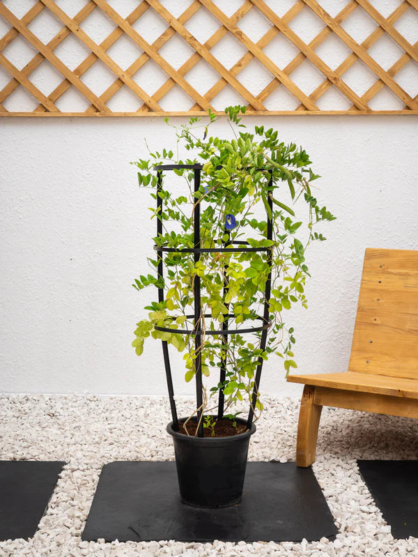 Butterfly Pea Plant (Clitoria Ternatea)