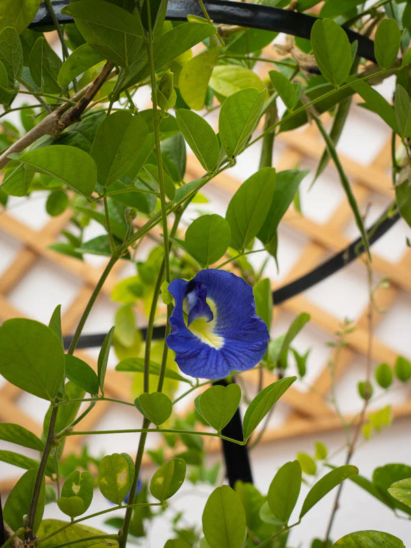 Butterfly Pea Plant (Clitoria Ternatea)