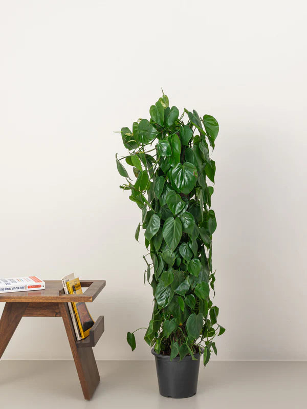Philodendron Scandens Climber